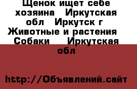 Щенок ищет себе хозяина - Иркутская обл., Иркутск г. Животные и растения » Собаки   . Иркутская обл.